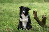 BORDER COLLIE 1568
